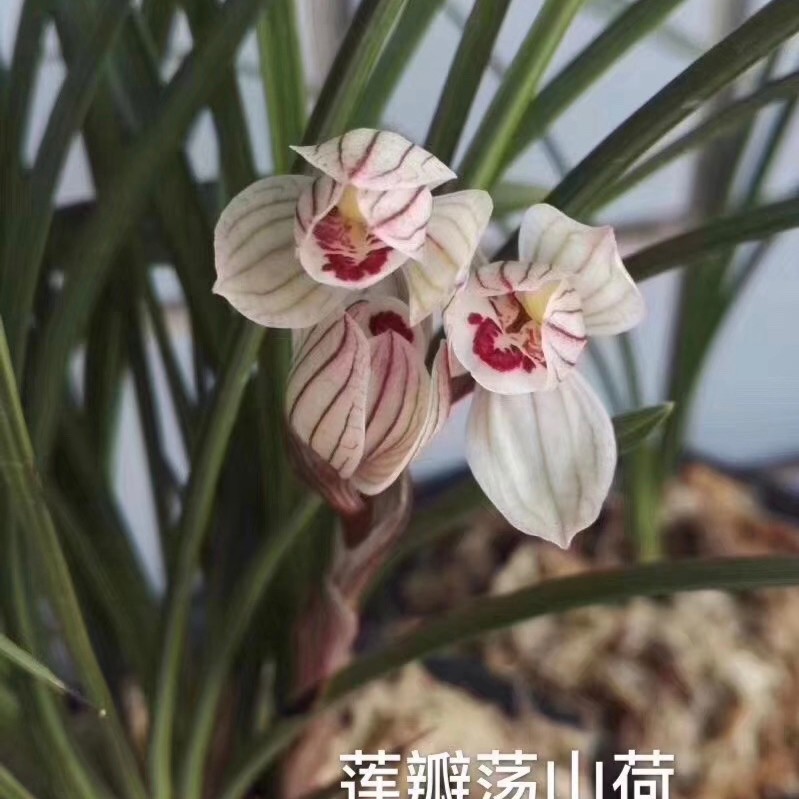 兰花 莲瓣兰荡山荷正格荷瓣绿植盆栽