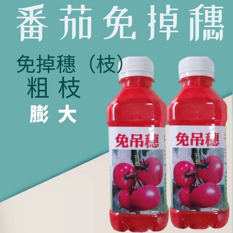 免吊穗西红柿膨果快果型美高产番茄不吊绳免掉穗专用药代替蔓绳果