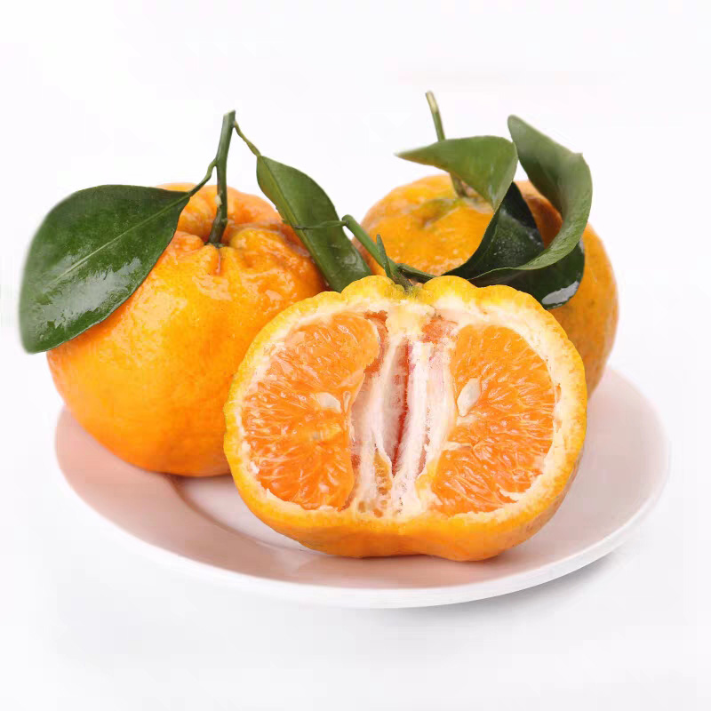 湖北长阳清椪柑晚熟春椪柑现摘盒装精品橘子爽口多汁果粒超大水果