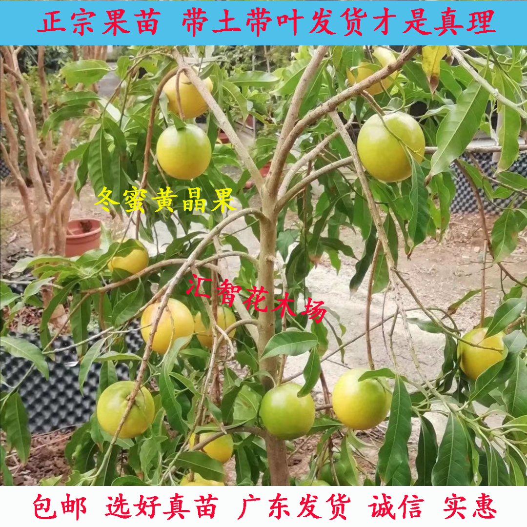 嫁接6号黄晶果苗真苗耐热果苗带花当年结果广东带土带叶南方地栽