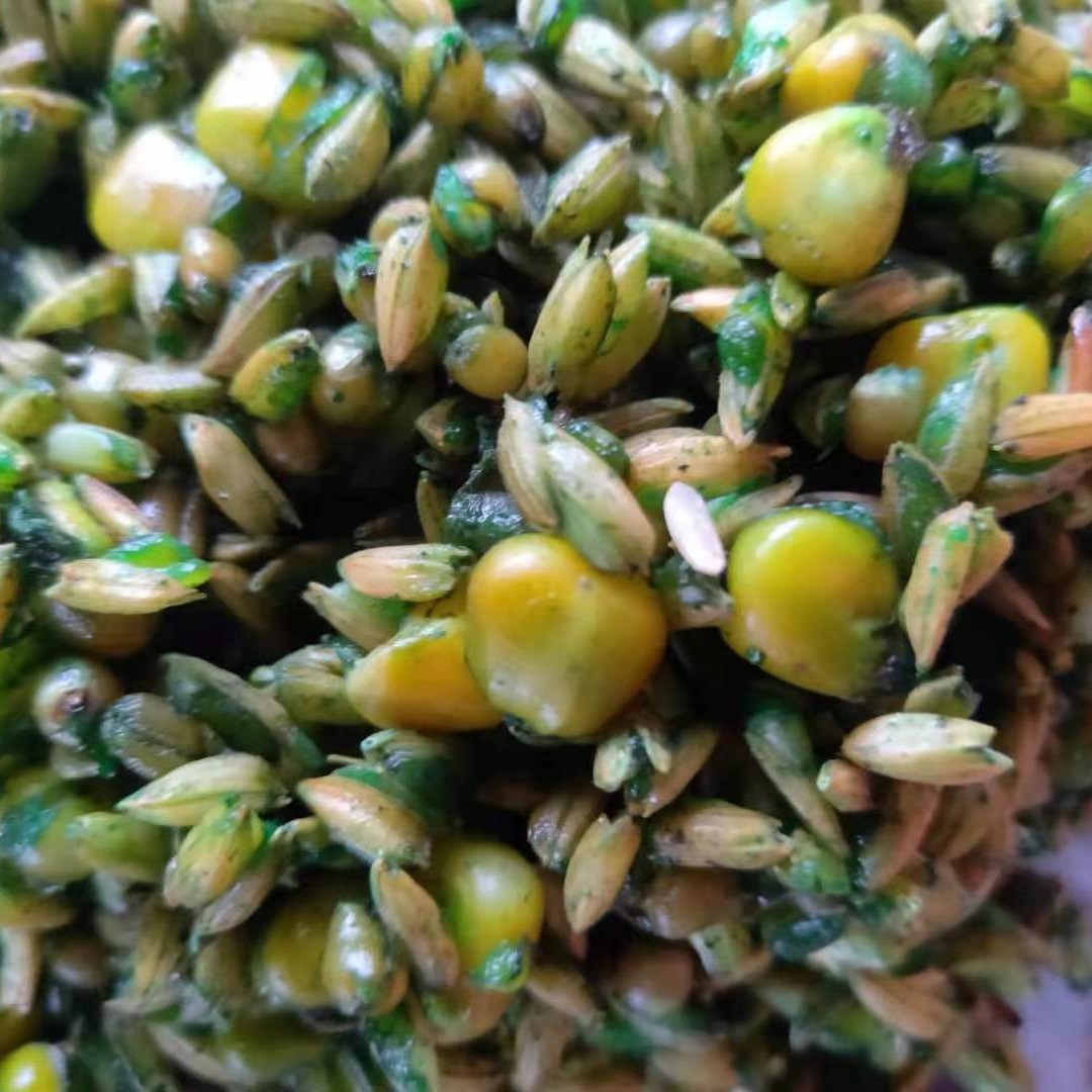 2025新款蚕豆草鱼专用谷麦，发窝快，留鱼持久。