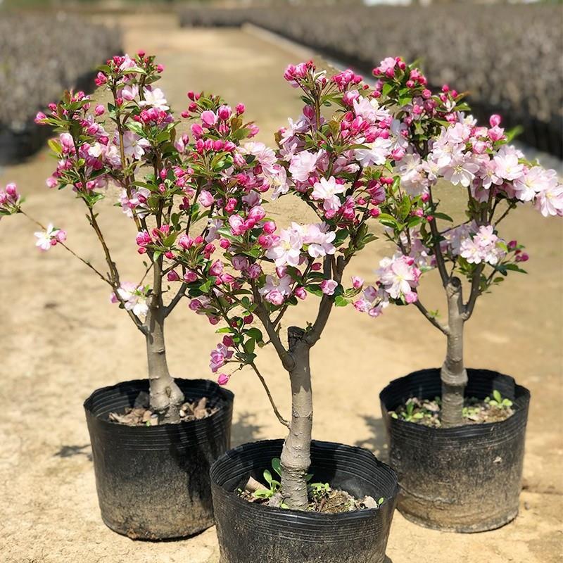 重瓣北京西府海棠花海棠盆栽花苗耐寒植物当年开花海棠树