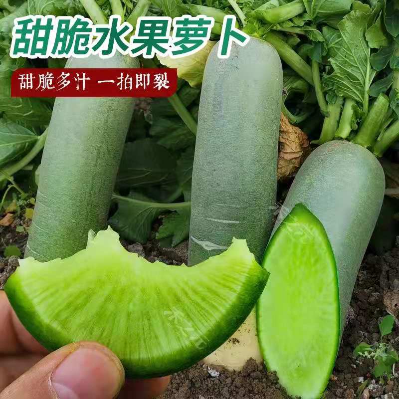 水果萝卜籽秋季山东潍坊潍县青四季脆甜天津沙窝萝卜种子蔬菜种子