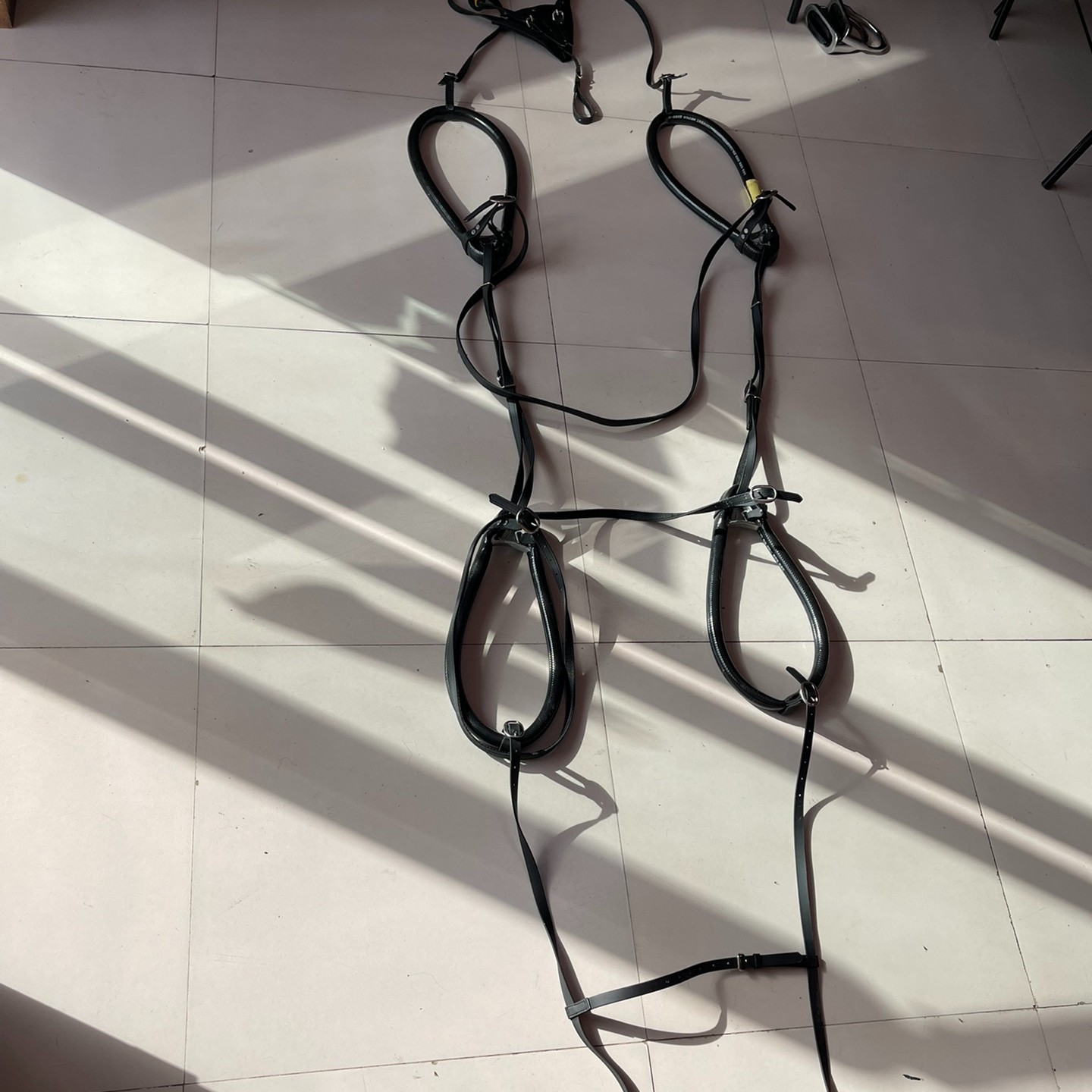 八字环（走马辅助马具）马匹的四个腿上带的马具让马匹顺走步用