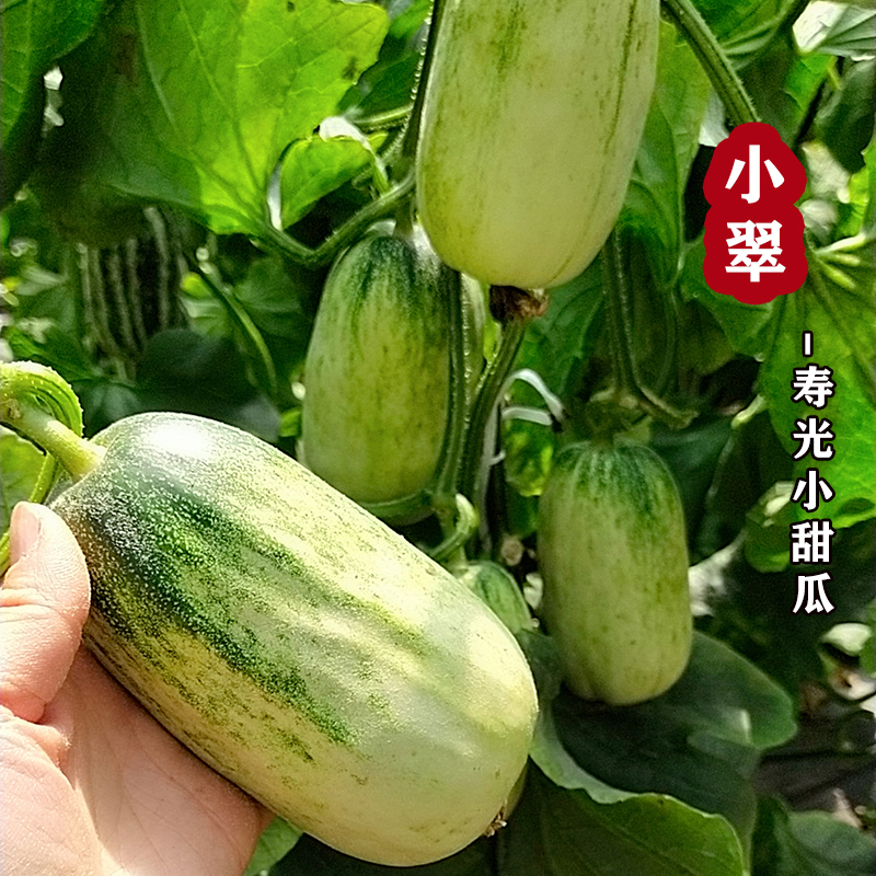 寿光小甜瓜种子花皮白青皮超甜薄皮香脆甜瓜高产春秋四季水果种籽