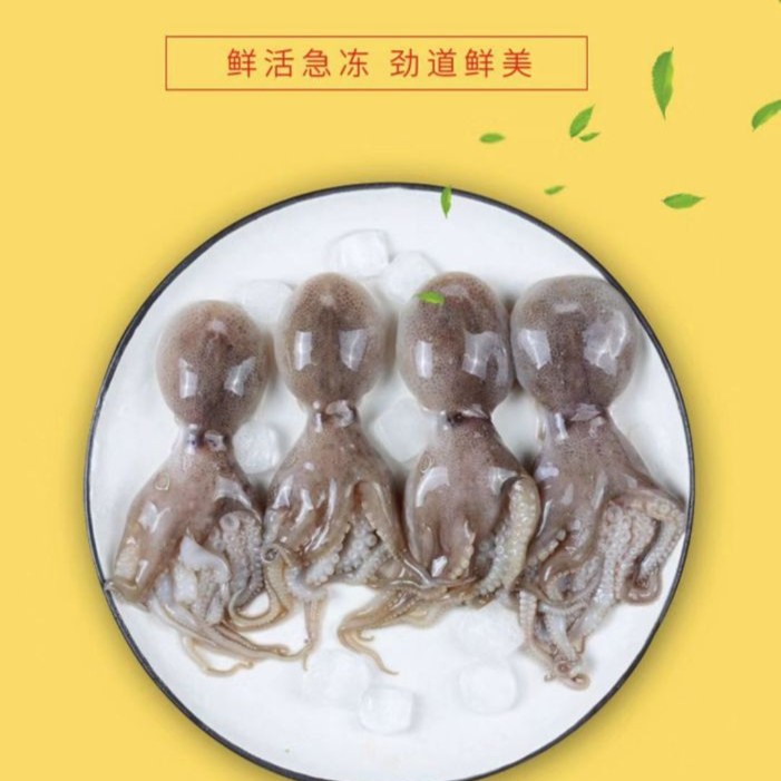 连云港发货鲜嫩鲜美短腿八爪鱼2斤，4斤速冻好发货