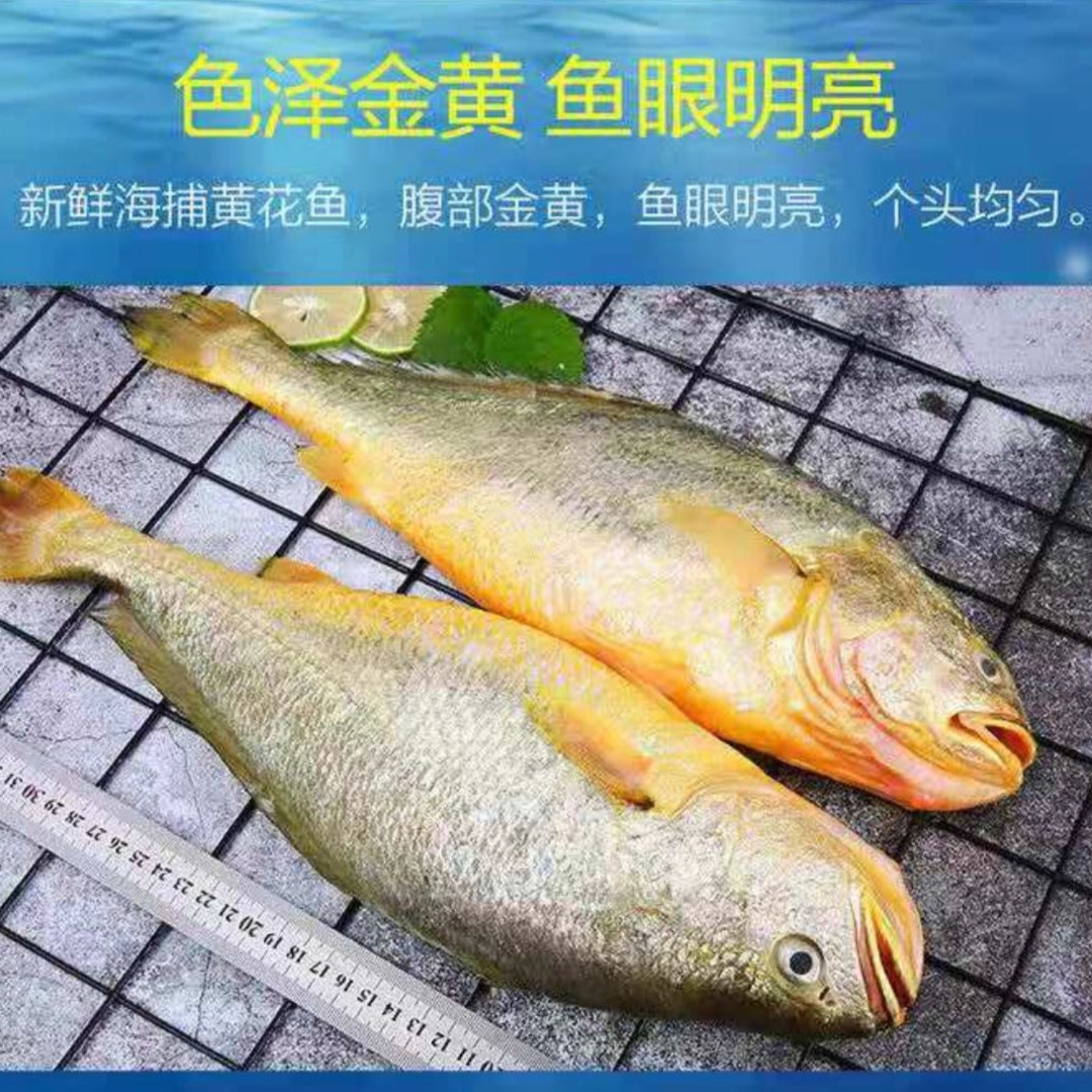 连云港发货 精品黄鱼4条 每条8-9两左右黄花鱼