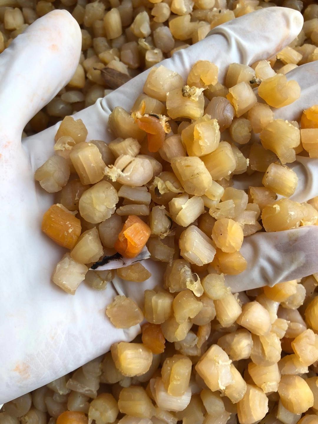 广东南澳本地干贝500g