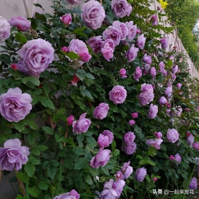 月季藤本月季薰衣草花环爬藤月季庭院露台