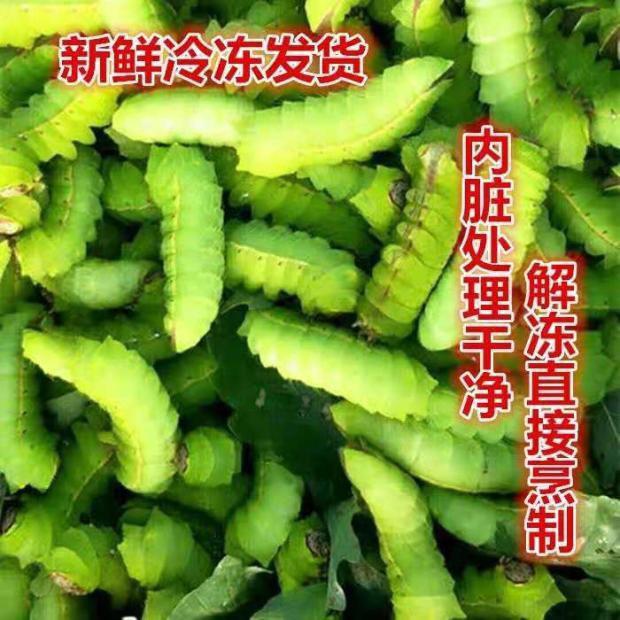 辽宁省西丰县速冻大蚕二斤起顺丰包邮