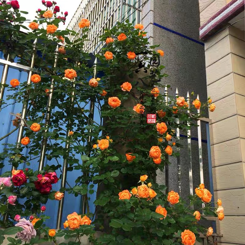新品月季花苗 蜂蜜焦糖 藤本月季欧月阳台庭院浓香多季盆栽开花