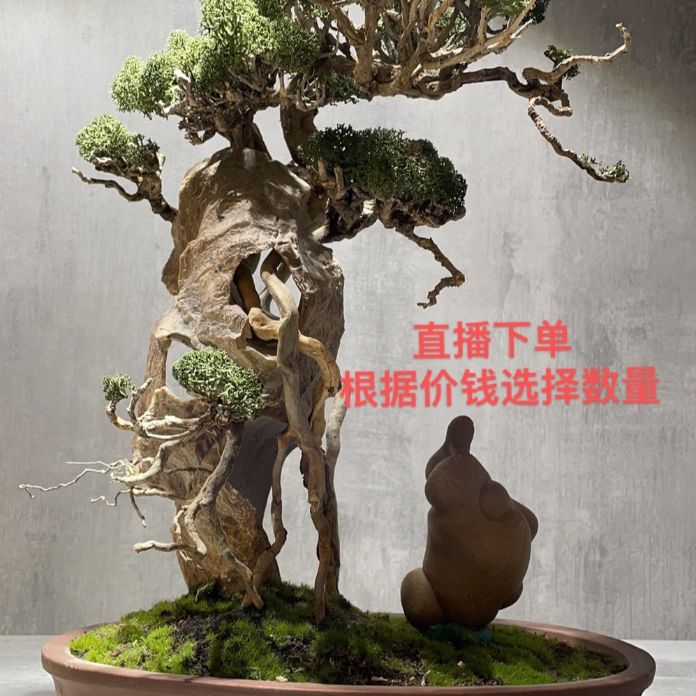 阿拉善雅韵盆景石