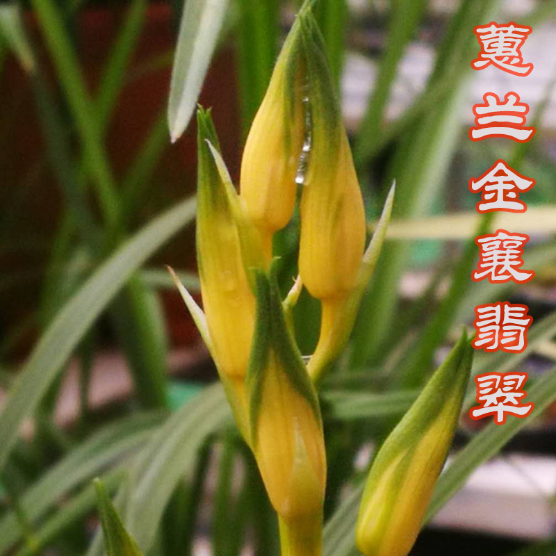 兰花福利  惠兰漂亮中透花，金襄翡翠  花高花朵多