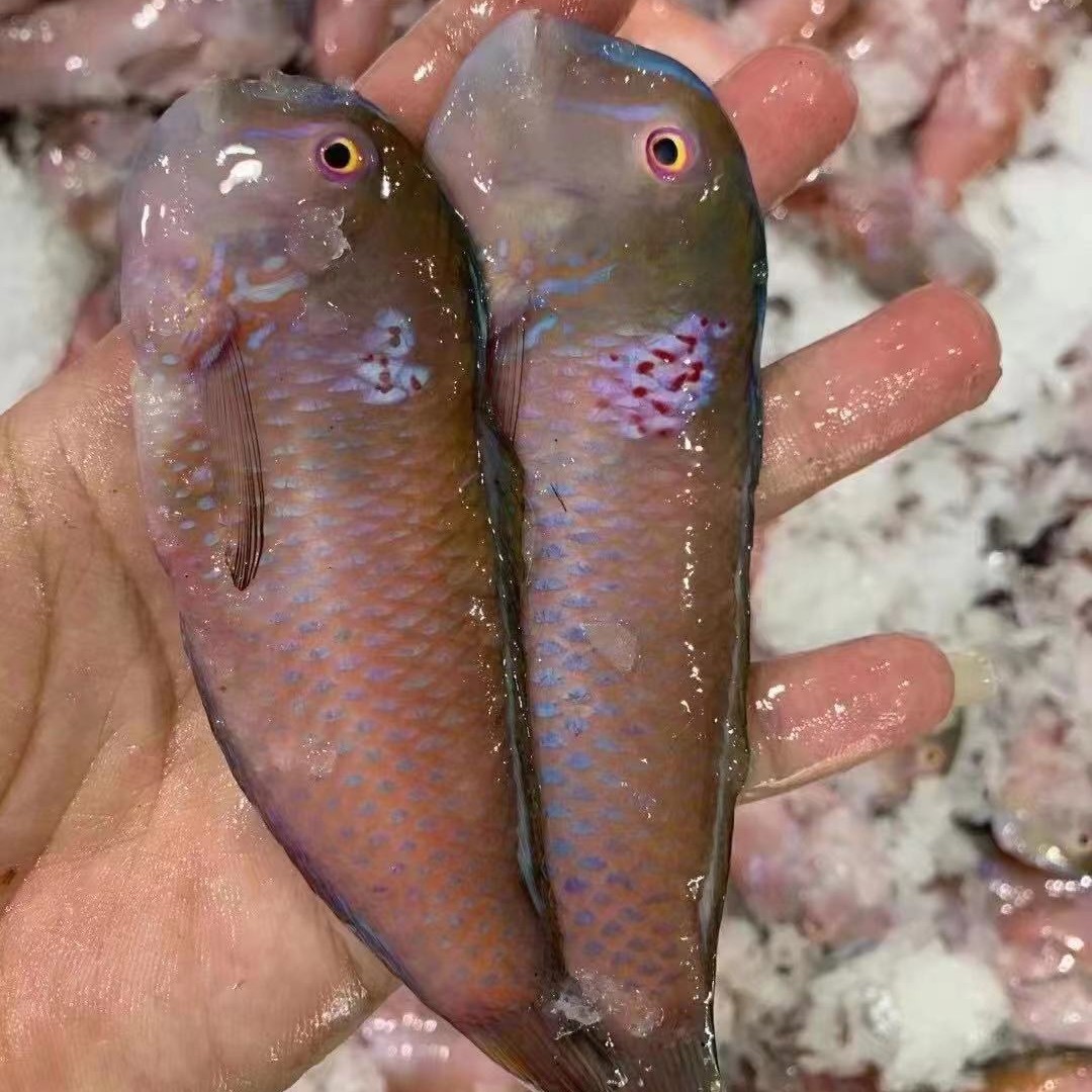 惠来神泉 本港马头鱼 老鼠鱼5斤斤 处理好斤 400克装