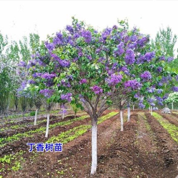 丁香花盆栽四季开花植物户外庭院树苗花园绿植绿化园林耐旱室外