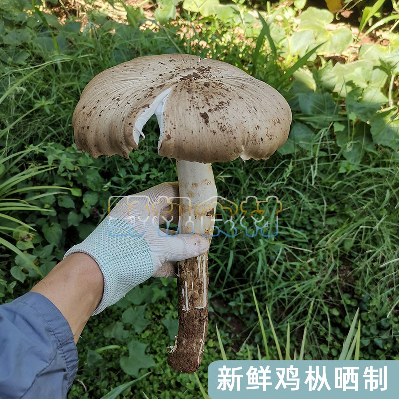 四川鸡枞菌干货100g斗鸡菇伞把菇独鸡枞天然食用菌非火把鸡枞