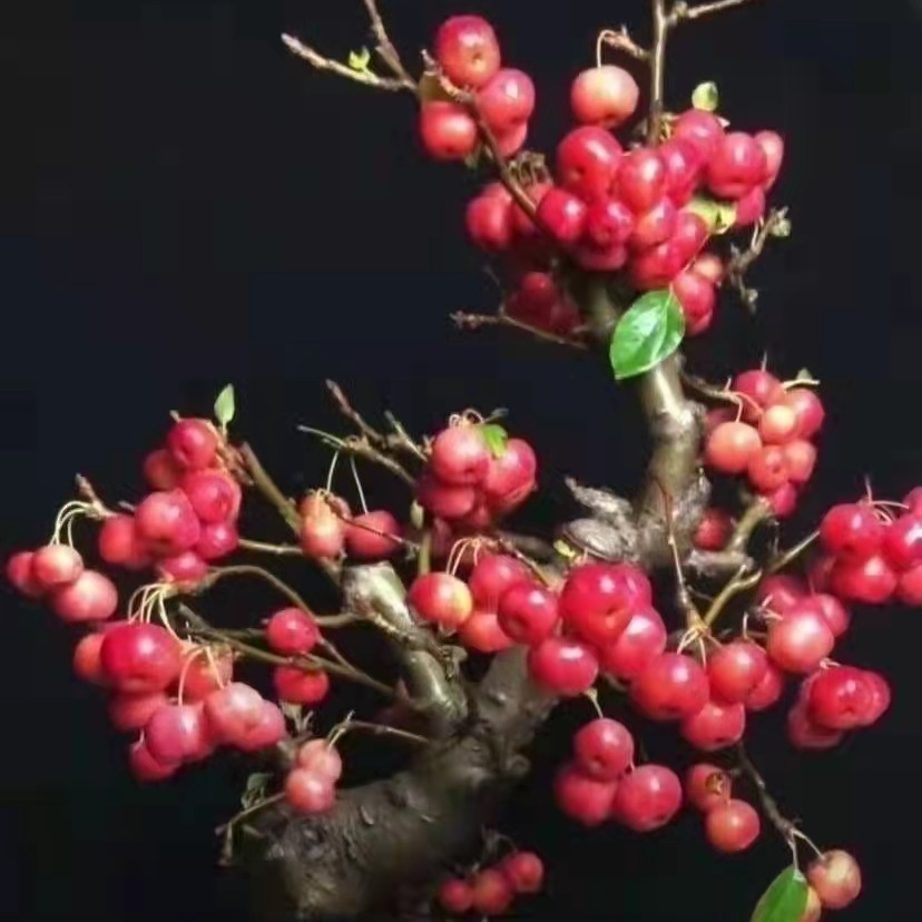 冬红果盆栽 阳台庭院观花观果类耐热耐寒植物