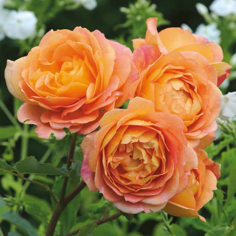 藤本月季夏洛特夫人欧月玫瑰花苗盆栽花卉庭院爬藤植物多季节开花