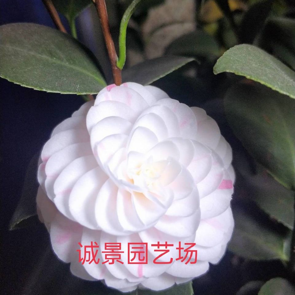 十八学士品种茶花  多花型花色（福建永福镇原盆原土发货）