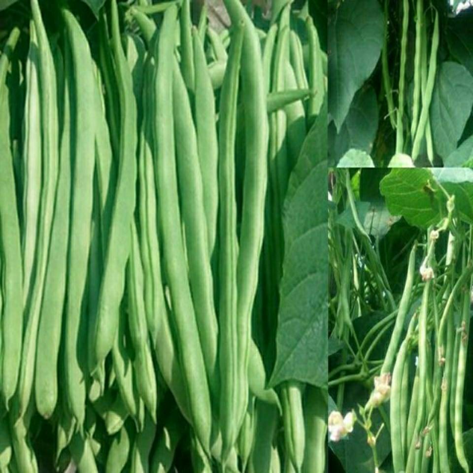 高产早熟爬藤四季豆种子四季播芸豆地豆角种子春夏秋播蔬菜种子