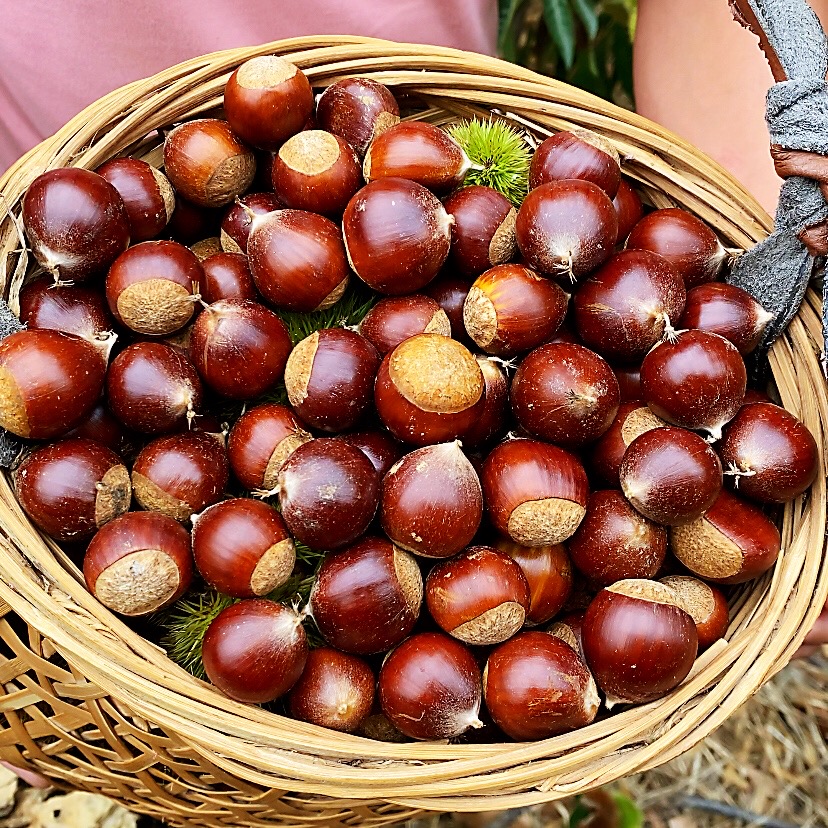福建建瓯高山锥栗油栗3斤5斤装