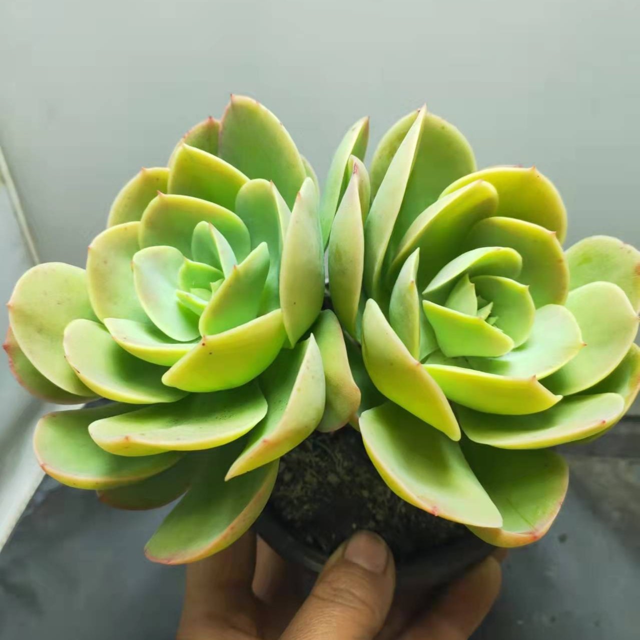恋上多肉 碧桃 多肉植物 两单包邮 