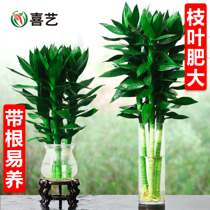 大叶文昌观音竹水养富贵竹水培植物花卉办公室室内小盆栽