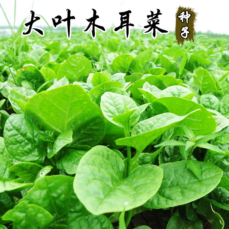 大叶木耳菜种子四季种植速生豆腐菜阳台盆栽蔬菜种籽