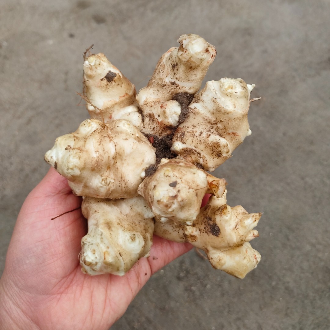 山东野菜种植基地洋姜种球菊芋种子胰岛果红洋姜种苗多年生简单