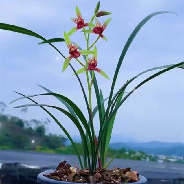 复色花 小国魂  逸虹双娇  市长红 红猫蕊蝶建兰四季兰