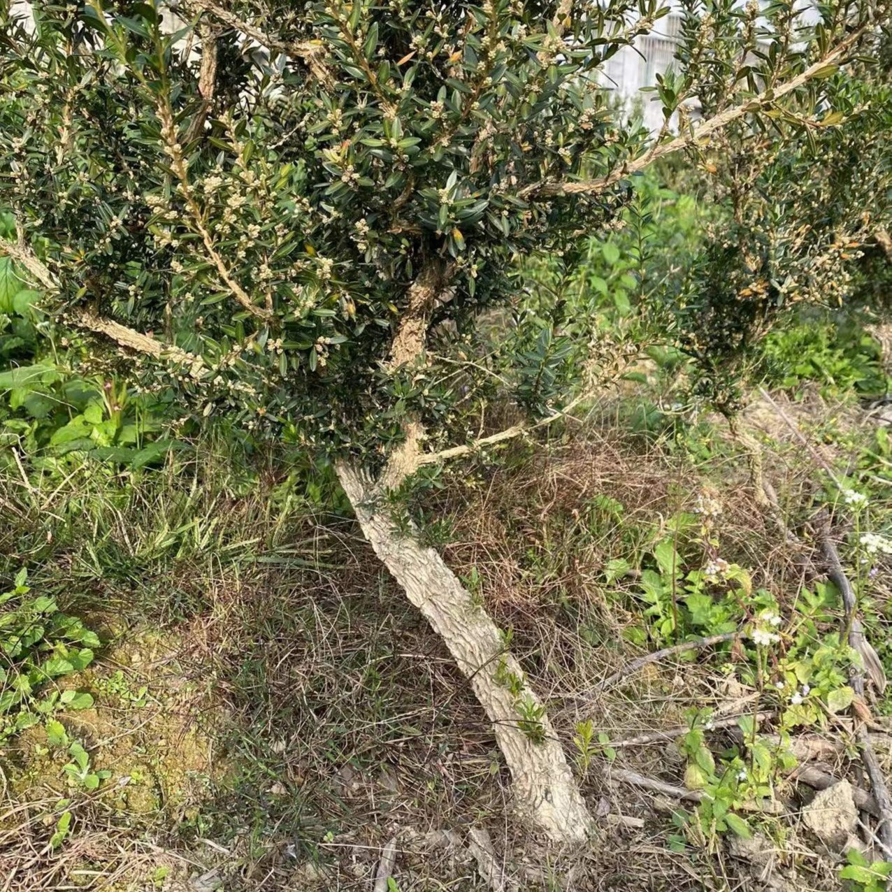 福建雀舌皱皮黄杨，花卉盆景