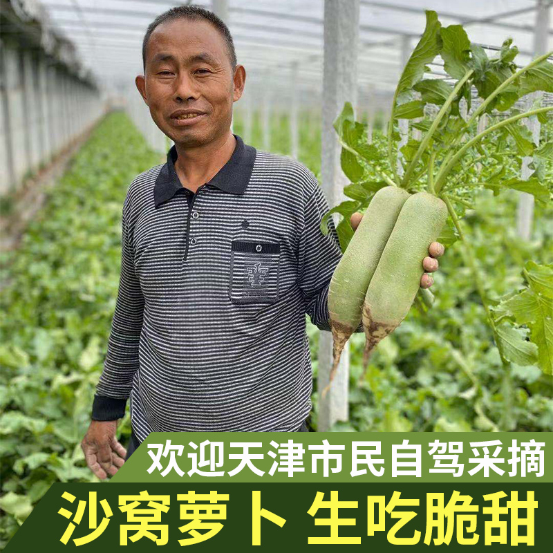 天津圆圆天星小叶沙窝萝卜凤梨萝卜产地直发净重5-9斤包邮