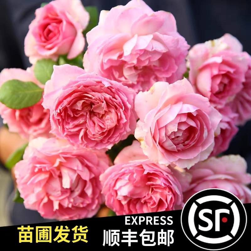藤本罗衣月季爬藤多季开花蔷薇花苗浓香型大花庭院别墅拱门盆栽