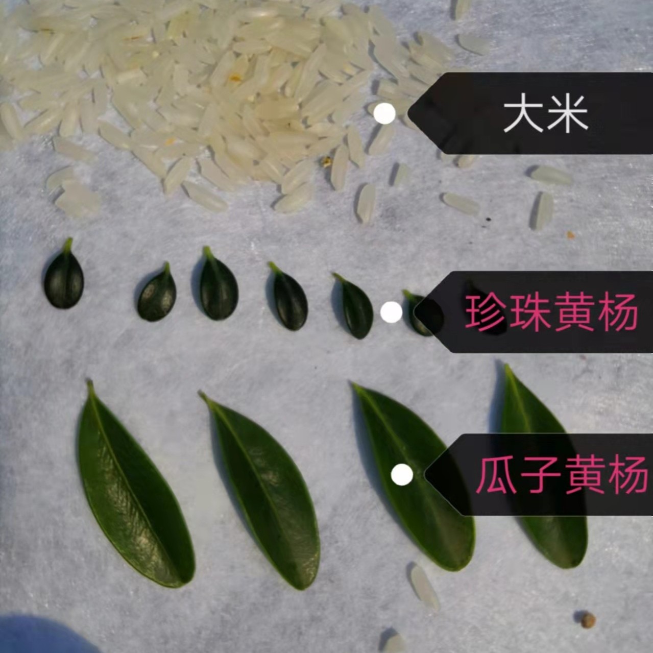 盆景姚直播选价下单链接