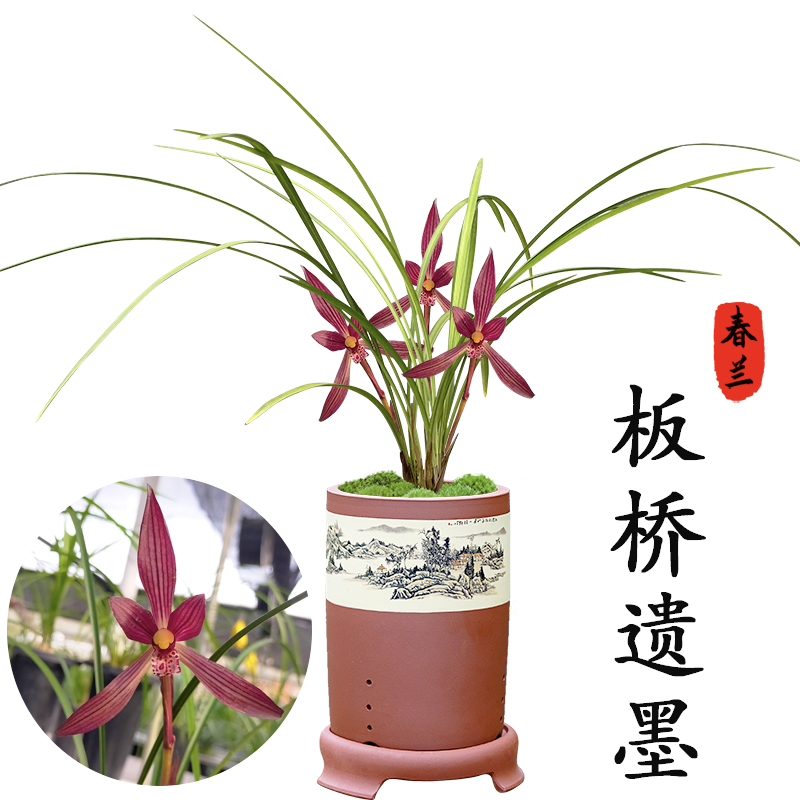 酒红色兰花 春兰传统名品 板桥遗墨 冬带花苞 室内盆栽花卉