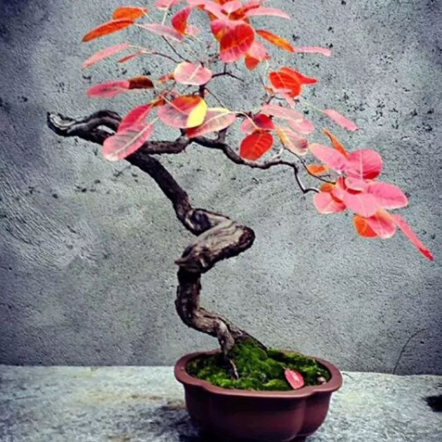 黄栌、棠梨下山生桩