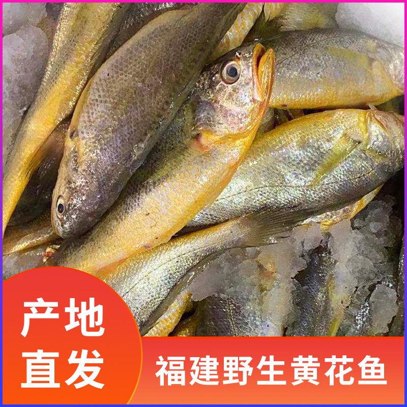 福建海鲜 野生黄花鱼 1500克 2500克 寄顺丰