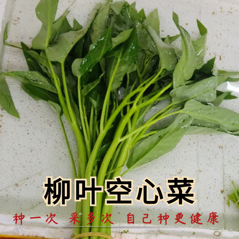 空心菜种子四季盆栽蔬菜种子庭院种植青菜种子