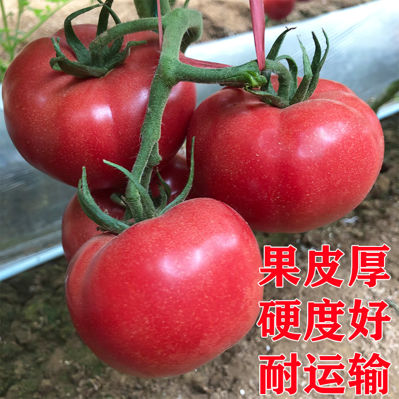 （粉亚特）大番茄种孑西红柿种子籽苗粉果蔬菜籽苗四季盆栽老品种