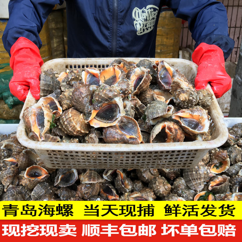 海螺鲜活新鲜青岛特产大辉海鲜水产夏日尝鲜贝类小海螺大海螺