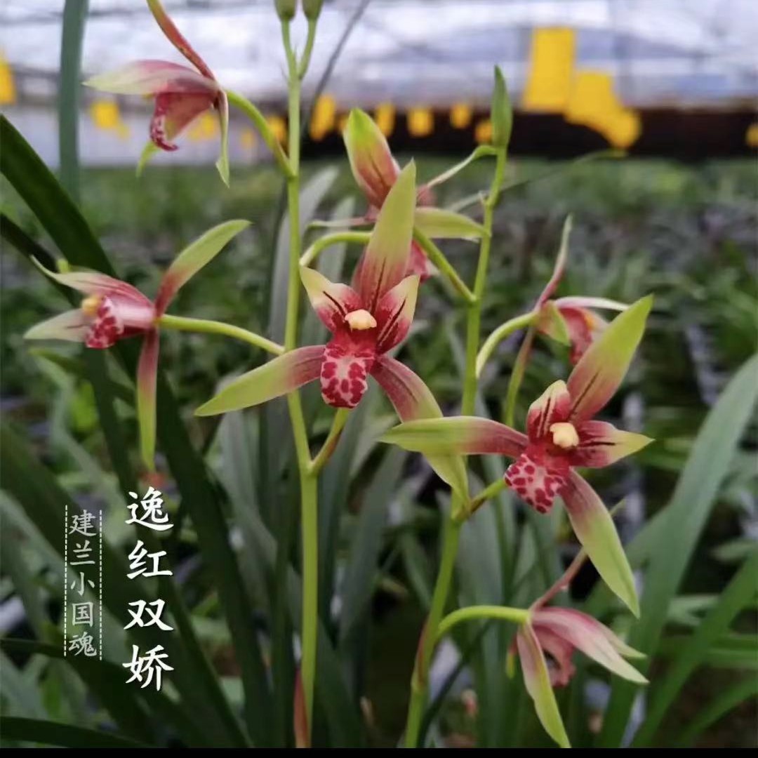 建兰小国魂1苗单拍不包邮4苗起包邮