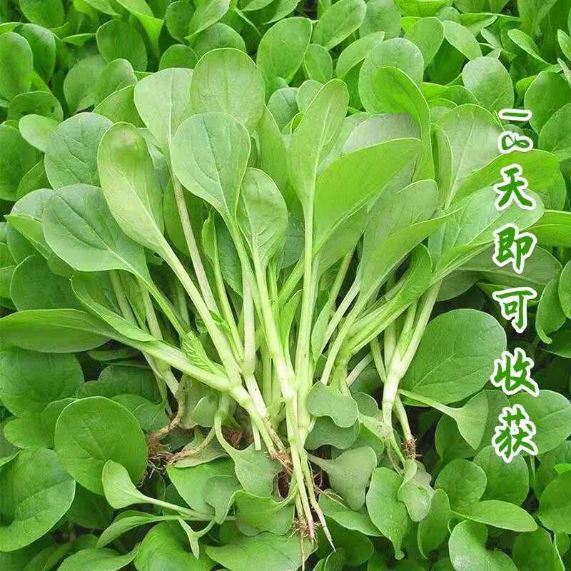 鸡毛菜种子种籽蔬菜易种易活四季培养盆栽简单室外速生小白菜种植