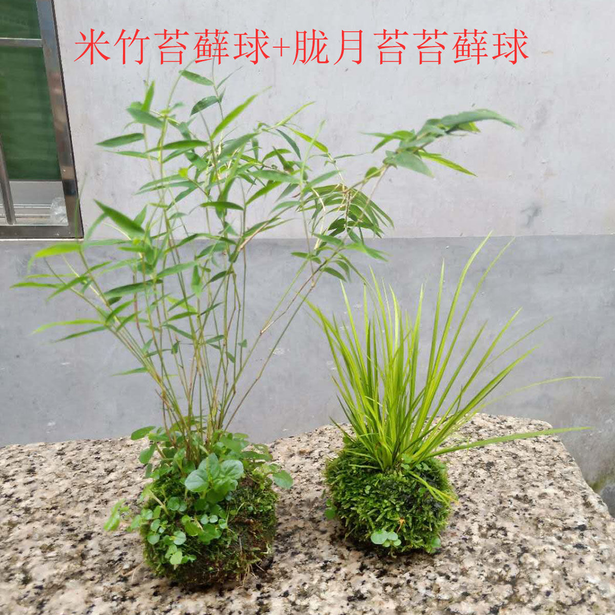 懒人植物好养苔藓球米竹姬翠竹菖蒲室内绿植小盆栽水培茶几庭院