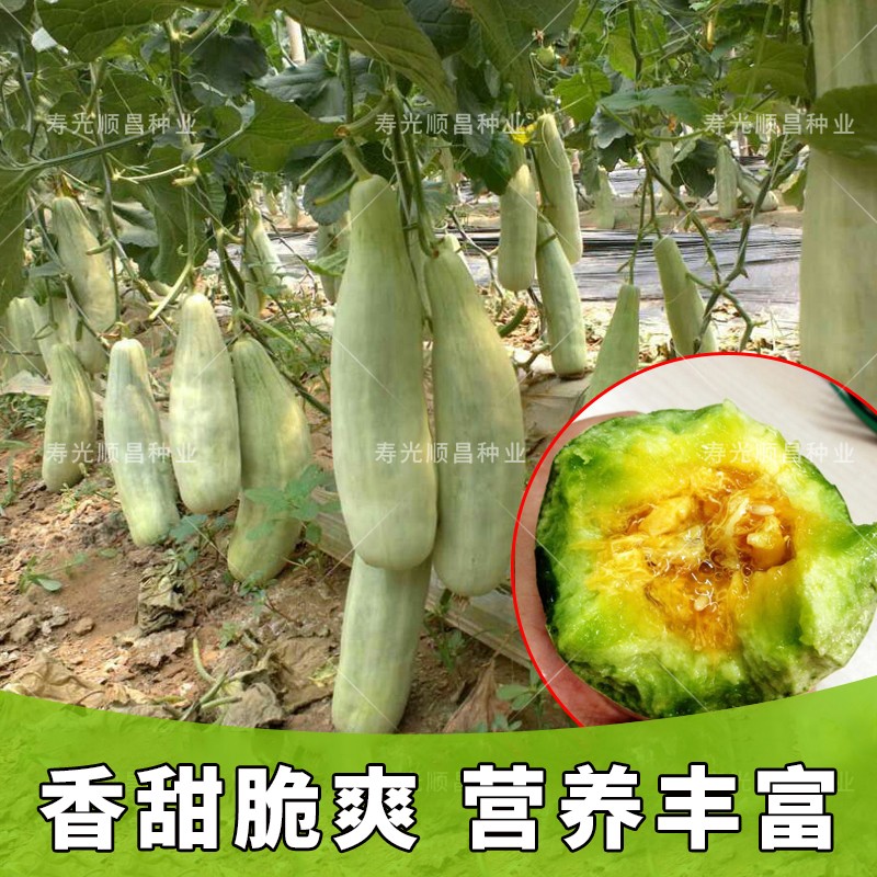 阳台花盆超甜高产羊角蜜甜瓜种子室内室外甜瓜种子