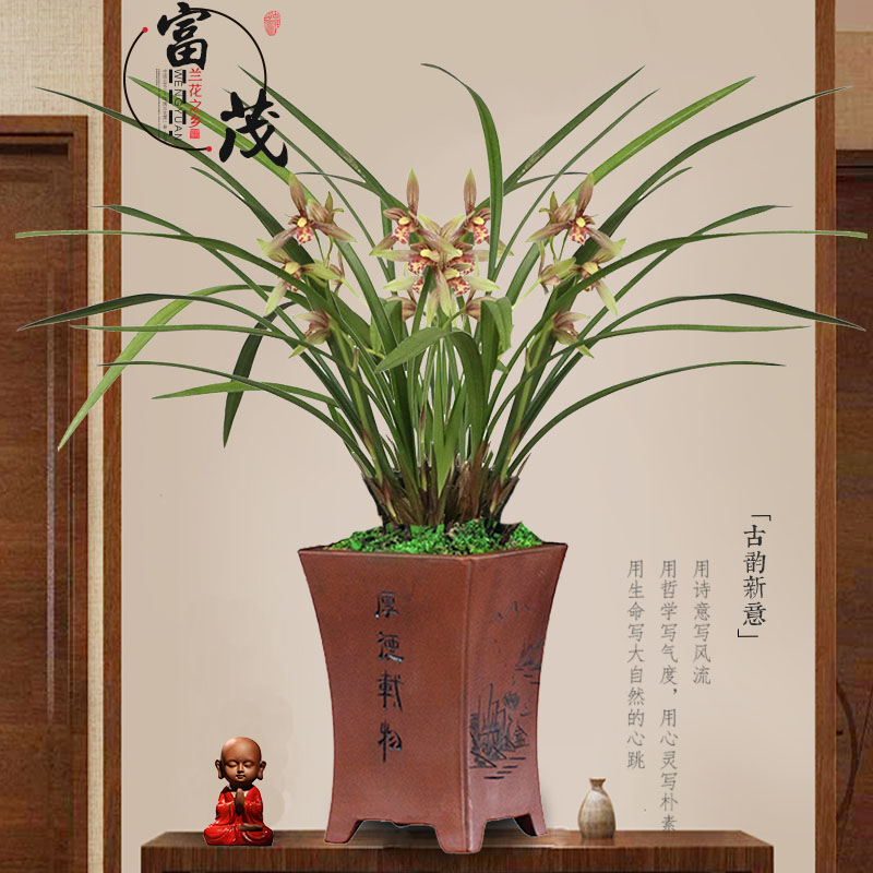 建兰小国魂兰花带花苞逸红双骄四季兰清雅客厅名贵绿植物盆栽花卉