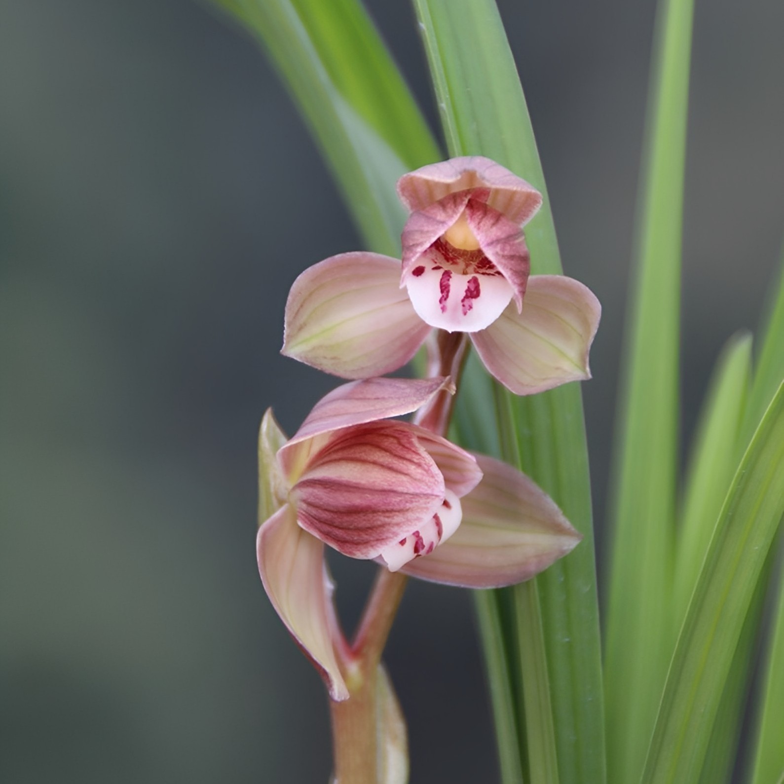 春剑【茗品】学林荷