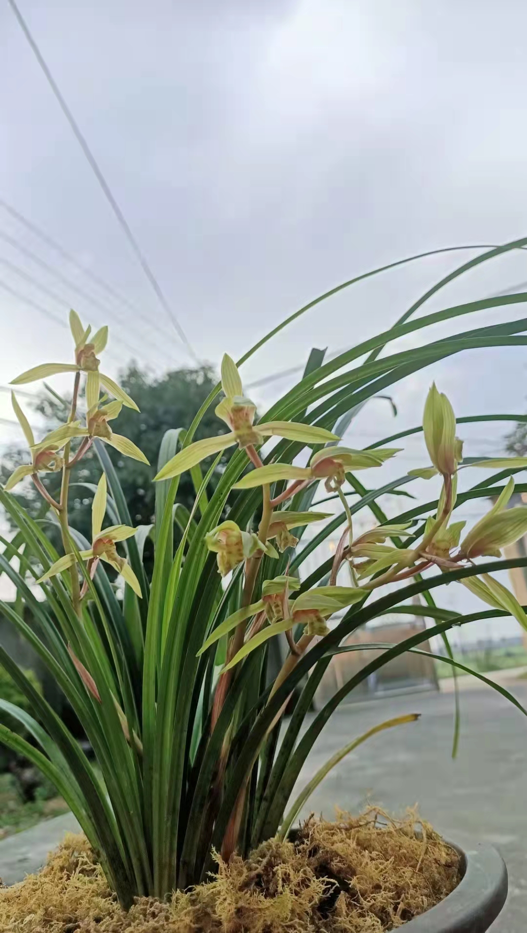 春剑、春兰、惠兰、寒兰、蜜蜂兰、兔耳兰、