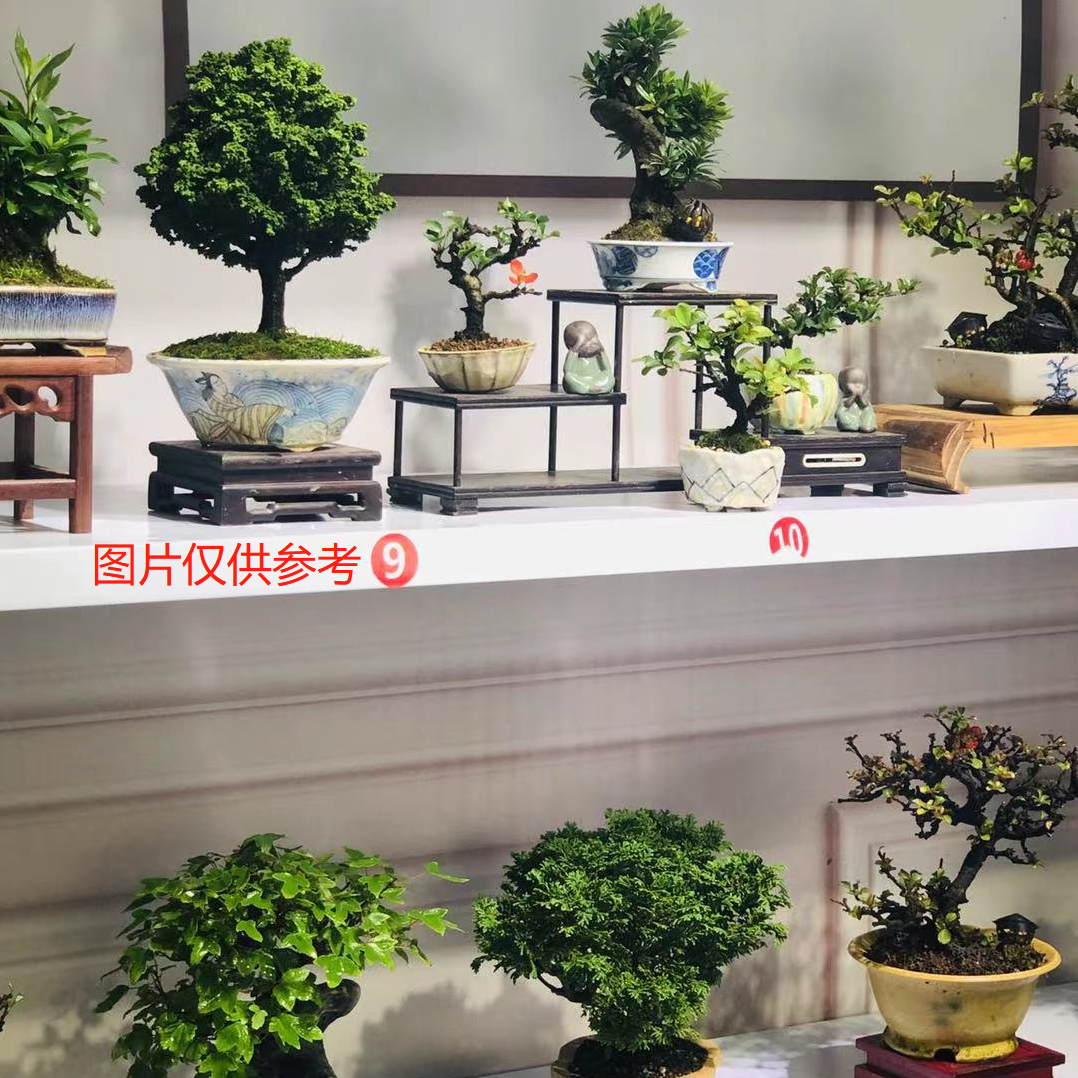 微盆景长寿梅石化桧雀梅盆景白蜡韩国火棘石榴迎春榔榆盆景山楂