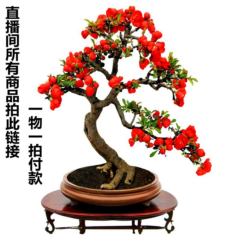 海棠盆栽 花卉绿植盆景（一物一拍）拍此链接 价格多少 拍多少