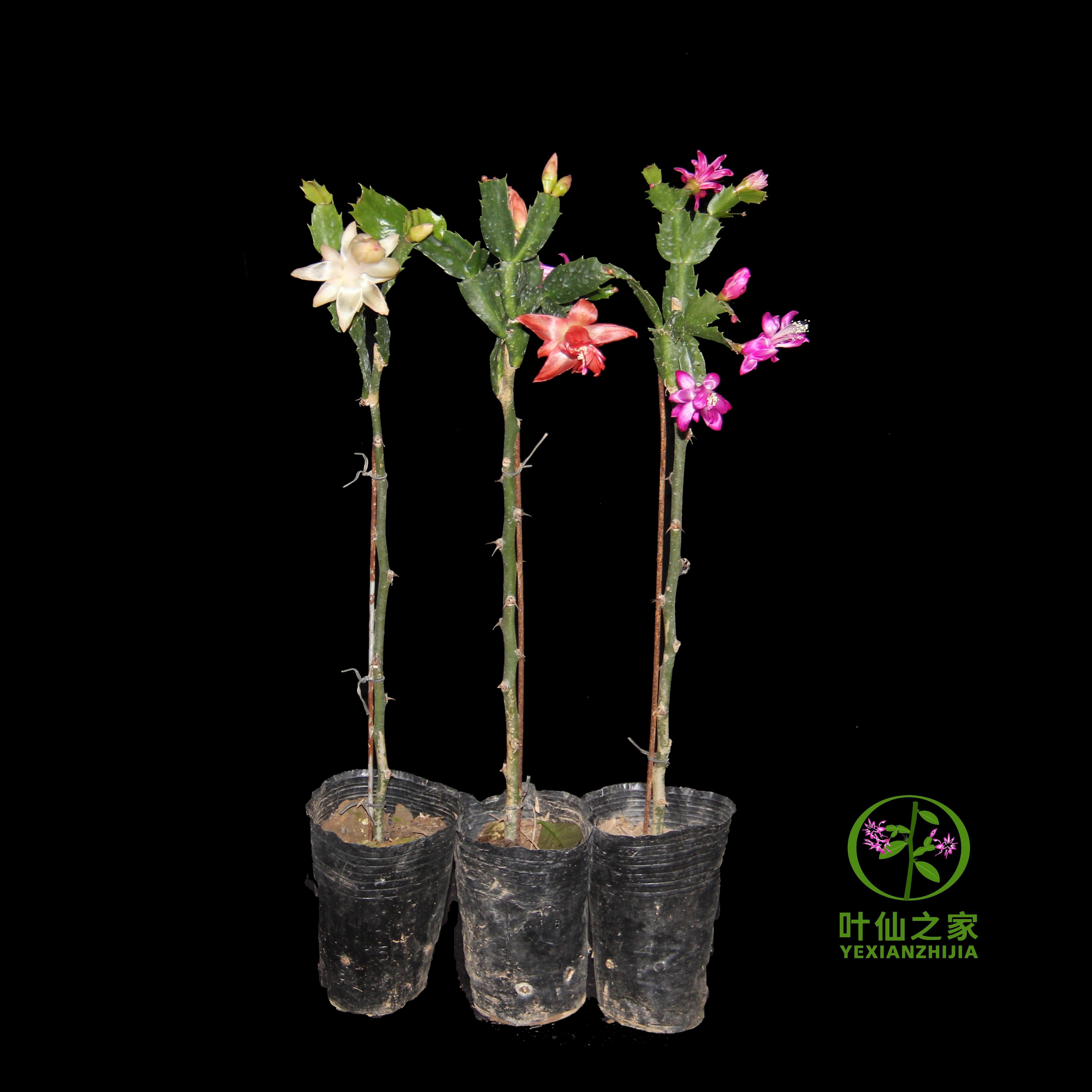 【开播福利品】蟹爪兰叶仙嫁接株高40公分带营养钵发货